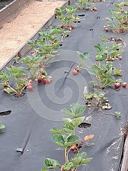 a bed of strawberries with ripe berries