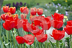 Bed of tulips