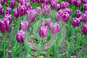 Bed of tulips in the park in spring