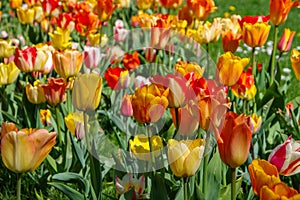 Bed of tulips in red and yellow