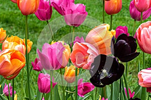 Bed of tulips, various colors. Green grass in background.