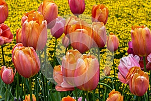 Bed of tulips, various colors. Yellow flowers in background.