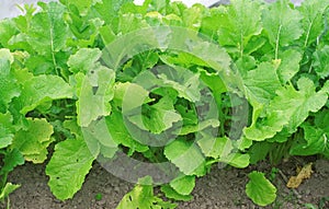 Bed with turnip in the garden