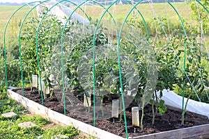 Bed with Unripe Green Tomatoes