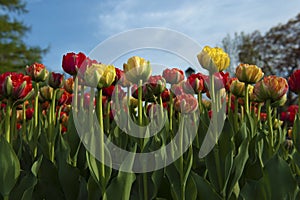 Bed of variagated tulips photo