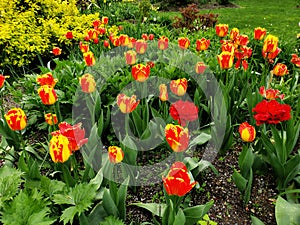Bed of of varigated red and yellow tulips