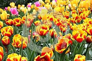 Bed of Yellow Cultivated Tulips
