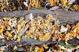 a bed of yellow leaves that fell on a piece of tree trunk