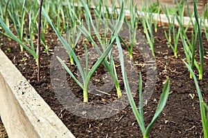 A bed of young garlic shoots. Organic vegetable garden.