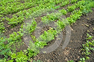 A bed of young green carrot plants