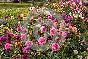 Bed of Zinnia elegans common zinnia photo