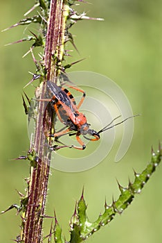 Bedbug photo