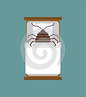 Bedbug in bed. chinch insect vector illustration