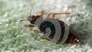 Bedbug bloodsucker sitting cushion