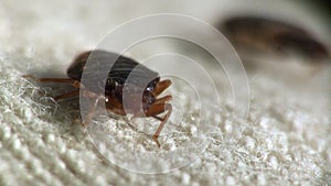 Bedbug bloodsucker sitting cushion