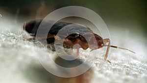 Bedbug bloodsucker sitting cushion