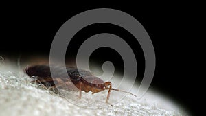 Bedbug bloodsucker sitting cushion