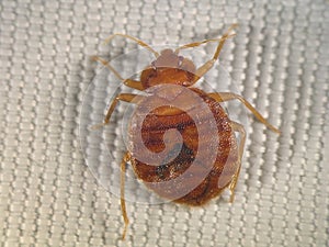 Bedbug, Cimex lectularius