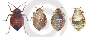 Bedbug, Cimex lectularius. Concept of Microbial Control of Insects.