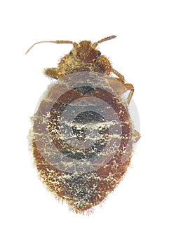 Bedbug, Cimex lectularius Hemiptera: Cimicidae, infected and killed by entomopathogenic fungus photo