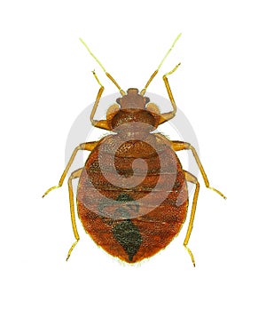 Bedbug Cimex lectularius isolated on white