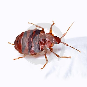 Bedbug. Close up of Cimex hemipterus - bed bug. ai generative. Macro photography of a bedbug photo