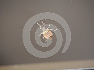 Bedbug Close up of Cimex hemipterus - bed bug on bed background , High quality photo