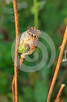 Bedbug on dry poppy head