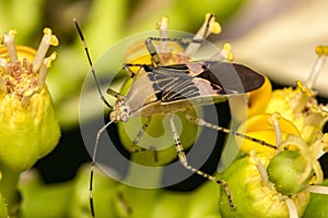 Bedbug on flower close up