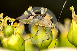 Bedbug insect on flower close up. Bug on flower