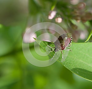 Bedbug in grenn blurry natural background on spring time, vivid nature