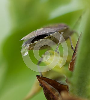 Bedbug in grenn blurry natural background on spring time, vivid nature