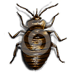 Bedbug illustration colour photo