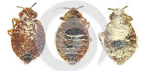 Bedbug infected and killed by entomopathogenic fungus