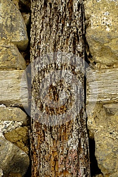 Bedbug infested wooden girder close up view