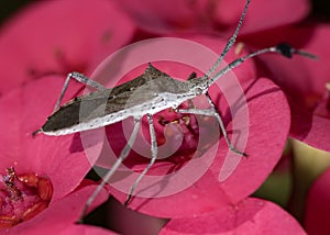 Bedbug insect on flower extreme close up photo