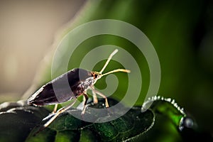 Bedbug insect on leaf extreme close up photo