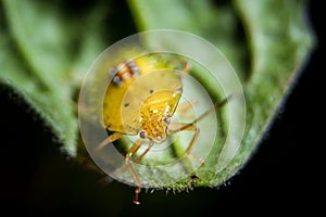 Bedbug insect on leaf extreme close up photo