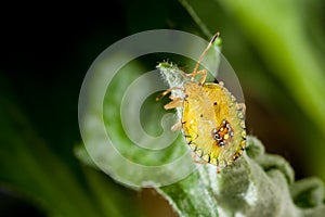 Bedbug insect on leaf extreme close up photo