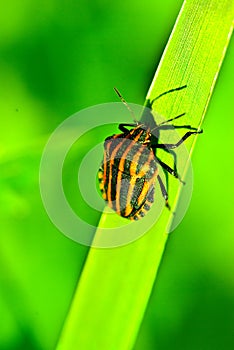 Bedbug on leaf photo