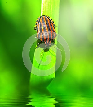 Bedbug on leaf