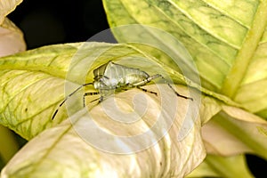Bedbug on leaf close up