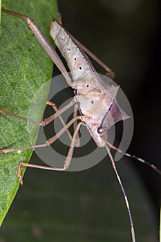 bedbug on leaf close up