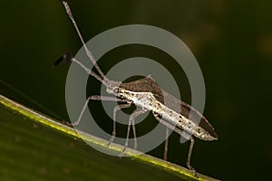 Bedbug on leaf close up - Macro little bug horizontal photo