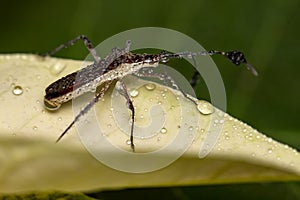 Bedbug on leaf with water drops close up - Macro little bug vertical photo