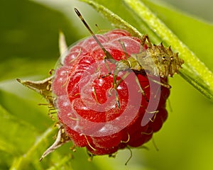 The Bedbug on raspberry