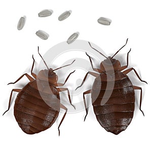 Bedbug set