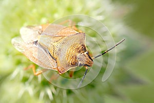 Bedbug sits on a plant in the early morning