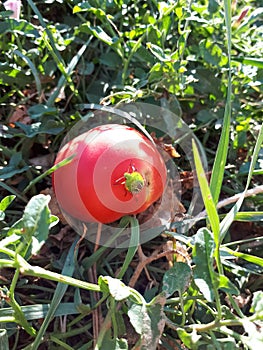 bedbug sits on a red tomato. Tomato pest