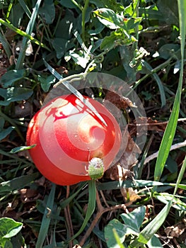 bedbug sits on a red tomato. Tomato pest